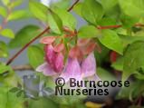 ABELIA schumanii  