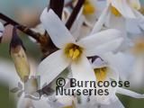 ABELIOPHYLLUM distichum ABELIOPHYLLUM distichum