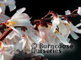 ABELIOPHYLLUM distichum 'Roseum' ABELIOPHYLLUM distichum 'Roseum'