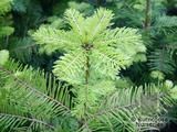 ABIES grandis  