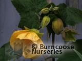 ABUTILON 'Canary Bird' ABUTILON 'Canary Bird'