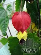 ABUTILON megapotamicum  