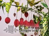 ABUTILON megapotamicum 'Variegatum' ABUTILON megapotamicum 'Variegatum'