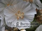ABUTILON vitifolium 'Album' 