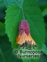 ABUTILON 'Wisley Red' ABUTILON 'Wisley Red'