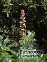 ACANTHUS mollis  