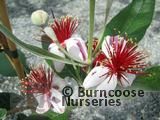 ACCA sellowiana 'Triumph' 