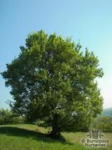 ACER campestre ACER campestre