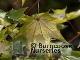 ACER cappadocicum 'Aureum' ACER cappadocicum 'Aureum'