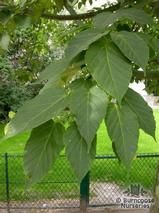 ACER davidii  