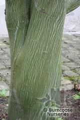 ACER davidii 'Ernest Wilson' 