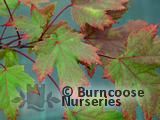 ACER x freemanii 'Autumn Blaze'  