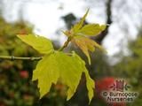 ACER negundo 'Kellys Gold' 