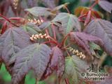 ACER maximowiczianum ACER maximowiczianum