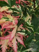 ACER palmatum 'Asahi-zuru' 