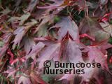 ACER palmatum 'Atropurpureum' ACER palmatum 'Atropurpureum'