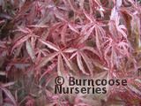 ACER palmatum 'Beni-komachi' 