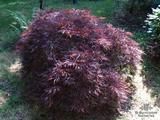 ACER palmatum dissectum 'Dissectum Atropurpureum' 