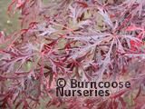 ACER palmatum dissectum 'Garnet' ACER palmatum dissectum 'Garnet'