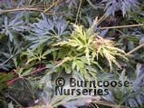 ACER palmatum dissectum 'Seiryu'