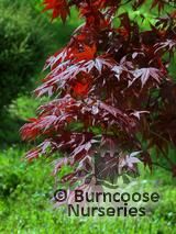 ACER palmatum 'Fireglow' ACER palmatum 'Fireglow'