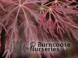 ACER palmatum 'Inaba-shidare' 