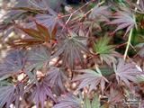 ACER palmatum 'Inazuma' 