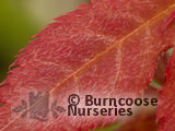ACER palmatum 'Okagami' 