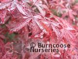 ACER palmatum 'Shaina' 