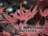 ACER palmatum 'Shindeshojo' ACER palmatum 'Shindeshojo'