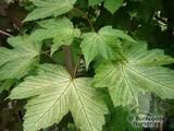 ACER platanoides 'Deborah' 
