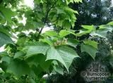 ACER rufinerve ACER rufinerve