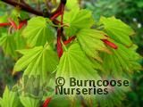 ACER shirasawanum 'Aureum' ACER shirasawanum 'Aureum'