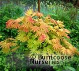 ACER shirasawanum 'Autumn Moon' ACER shirasawanum 'Autumn Moon'