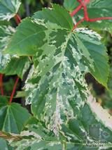 ACER   
