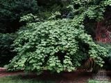 ACER tegmentosum 'White Tigress' 