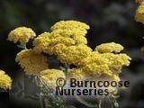 ACHILLEA 'Moonshine'  