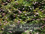 ACTINIDIA kolomikta ACTINIDIA kolomikta