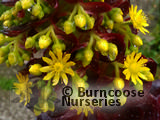 AEONIUM arboreum 'Schwarzkopf' 