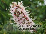 AESCULUS AESCULUS
