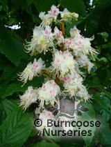 AESCULUS hippocastanum  