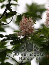 AESCULUS turbinata  