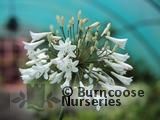 AGAPANTHUS africanus 'Albus' AGAPANTHUS africanus 'Albus'