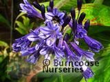 AGAPANTHUS 'Black Pantha'  