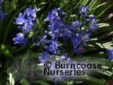 AGAPANTHUS 'Lilliput'  