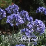AGAPANTHUS 'Purple Cloud'  