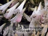 AGAPANTHUS umbellatus 'Albus' AGAPANTHUS umbellatus 'Albus'