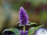 AGASTACHE foeniculum 'Blue Fortune' 