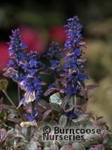 AJUGA reptans 'Burgundy Glow' AJUGA reptans 'Burgundy Glow'