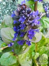 AJUGA AJUGA